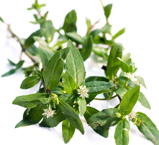 image of bhringraj flower