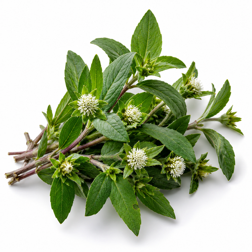 Bhringraj