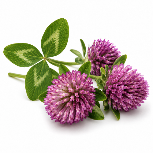 Red Clover